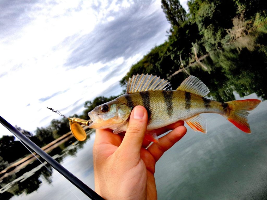 Poisson, pêche en Bourgogne du Sud