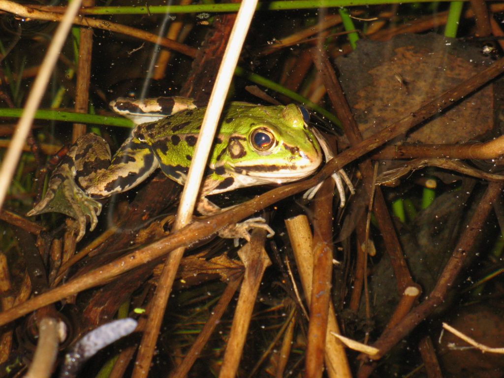 la faune et la flore, réserve naturelle en Sud Bourgogne