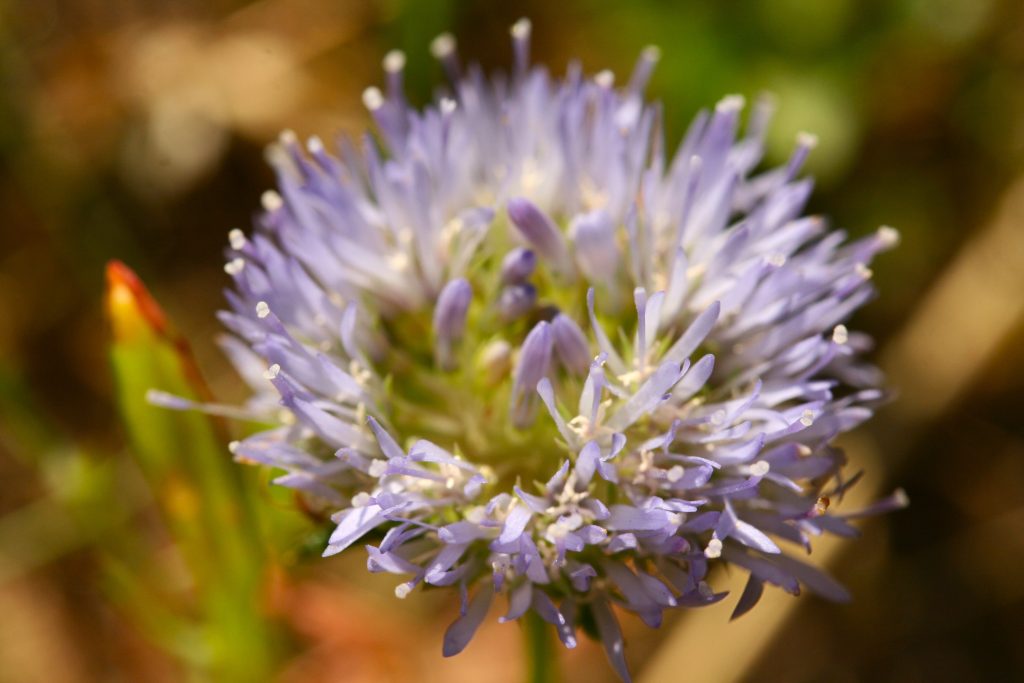 la faune et la flore, réserve naturelle en Sud Bourgogne