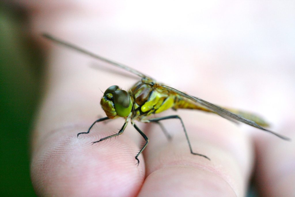 la faune et la flore, réserve naturelle en Sud Bourgogne