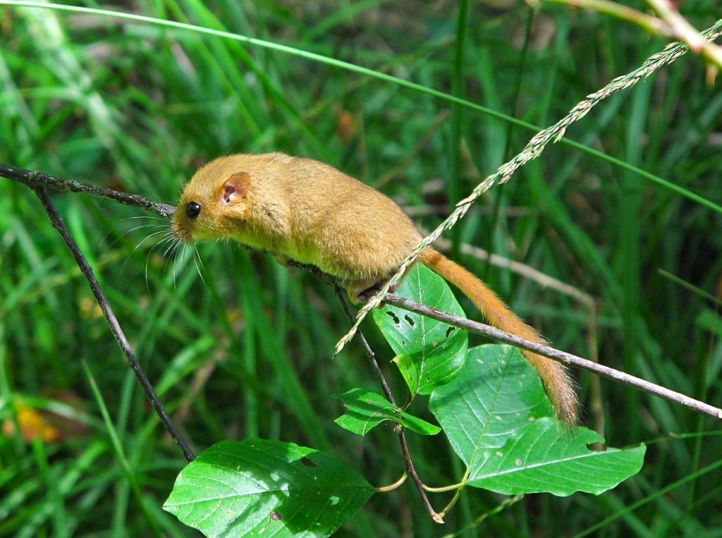 la faune et la flore, réserve naturelle en Sud Bourgogne