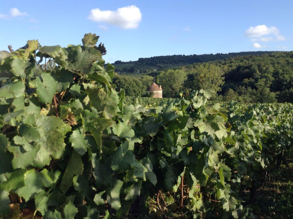 Vignoble Mâconnais en Bourgogne du Sud