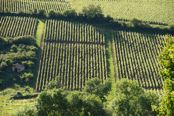 Vignoble en Bourgogne du Sud