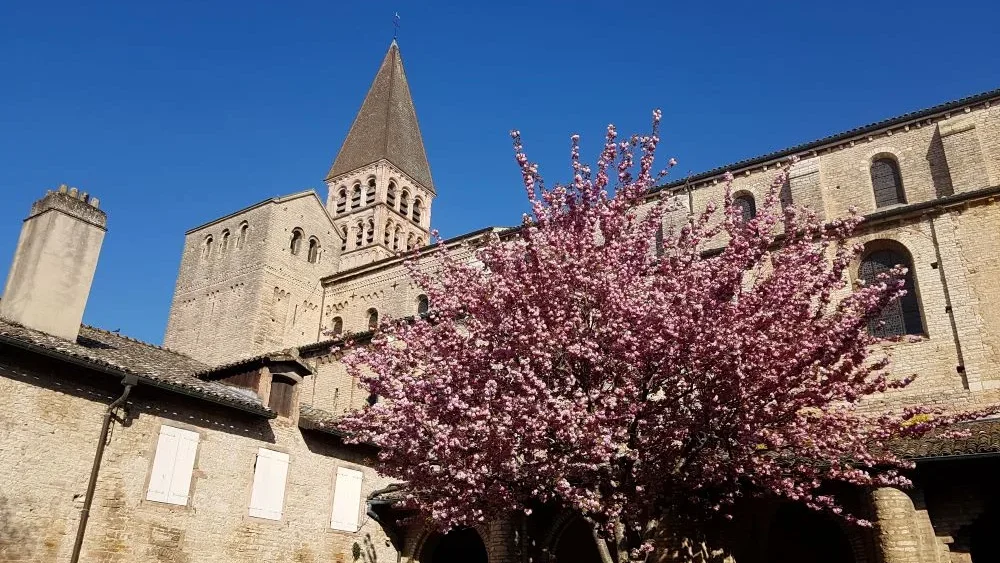 abbaye saint philibert cloitre-cerisier-fleurs