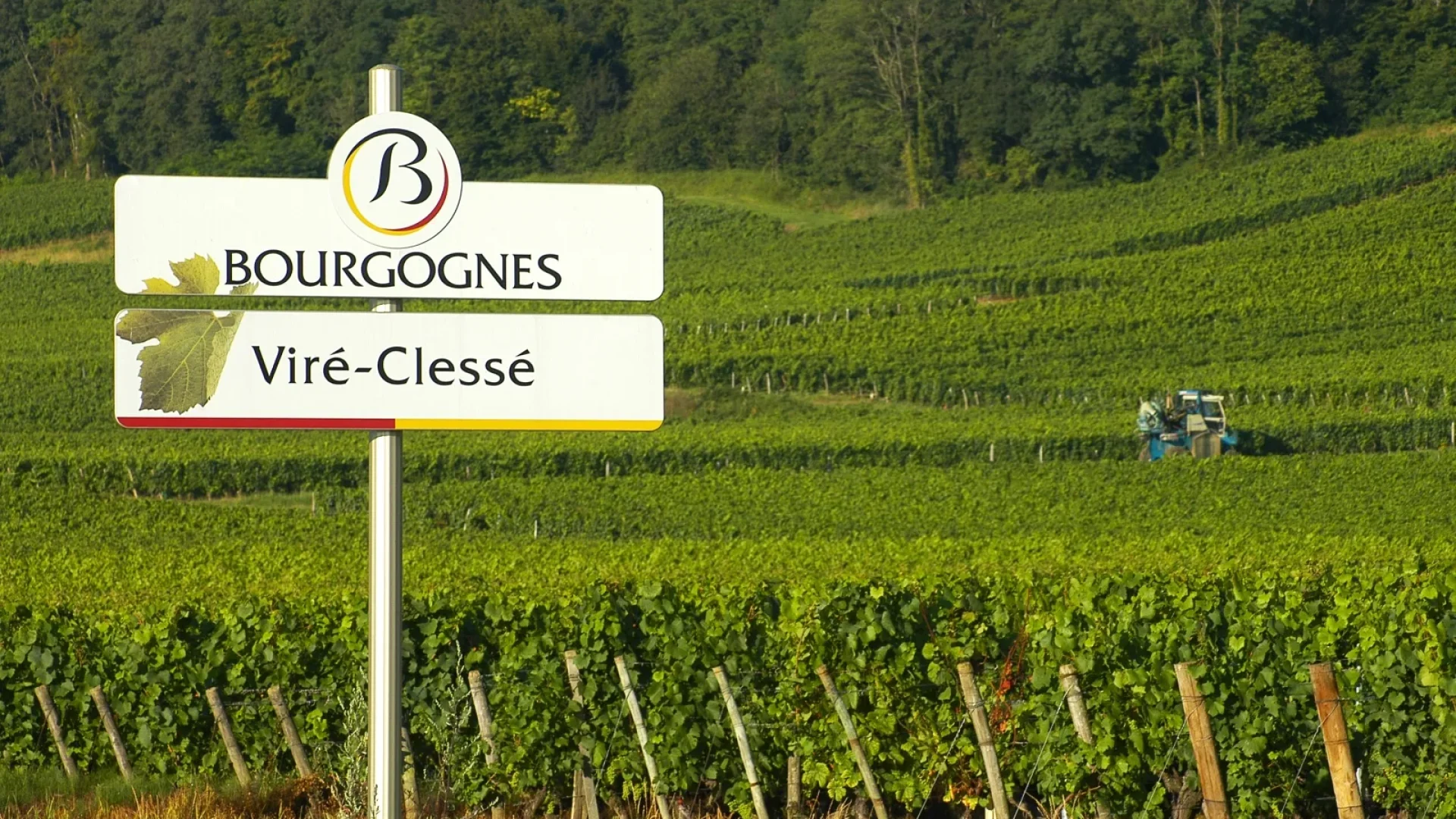 Viré-Clessé, vignoble Mâconnais