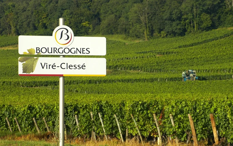 Viré-Clessé, vignoble Mâconnais