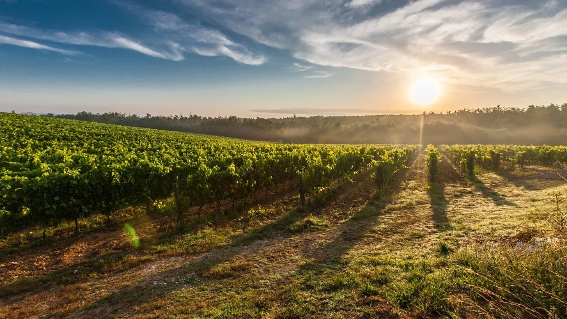 Vignoble chardonnay