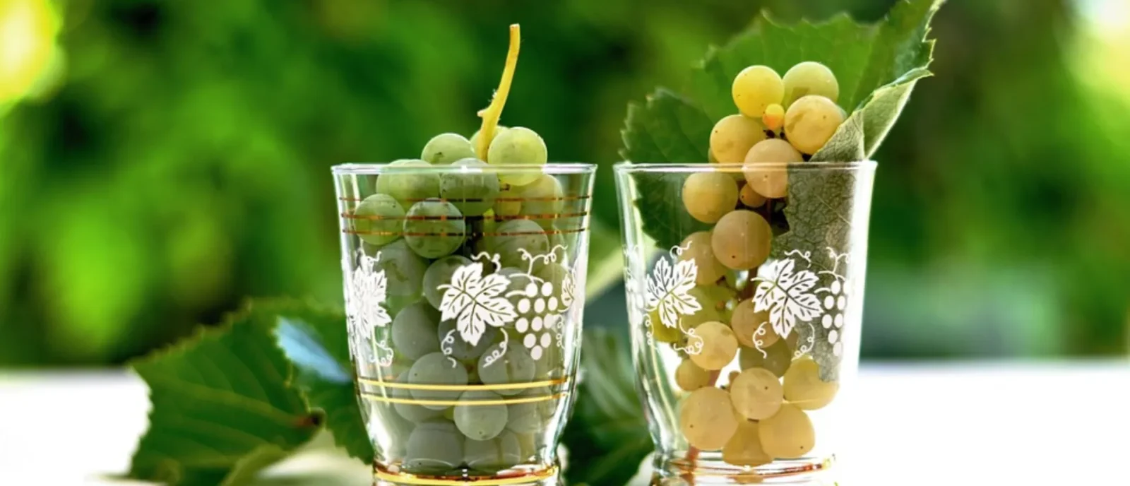 Chardonnay